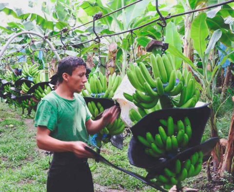 Cosechando-Bananas-Karla-1