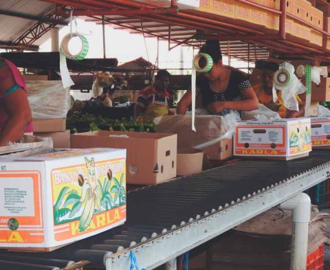 Empacando-Bananas-Karla-2