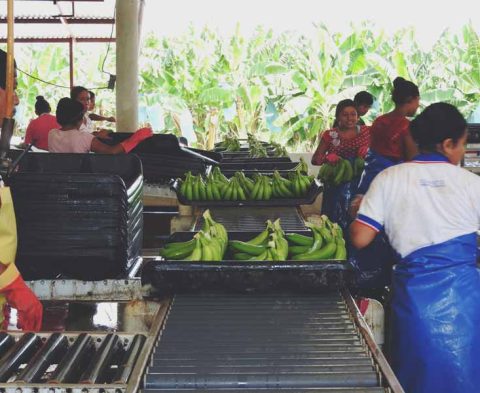 Empacando-Bananas-Karla-3